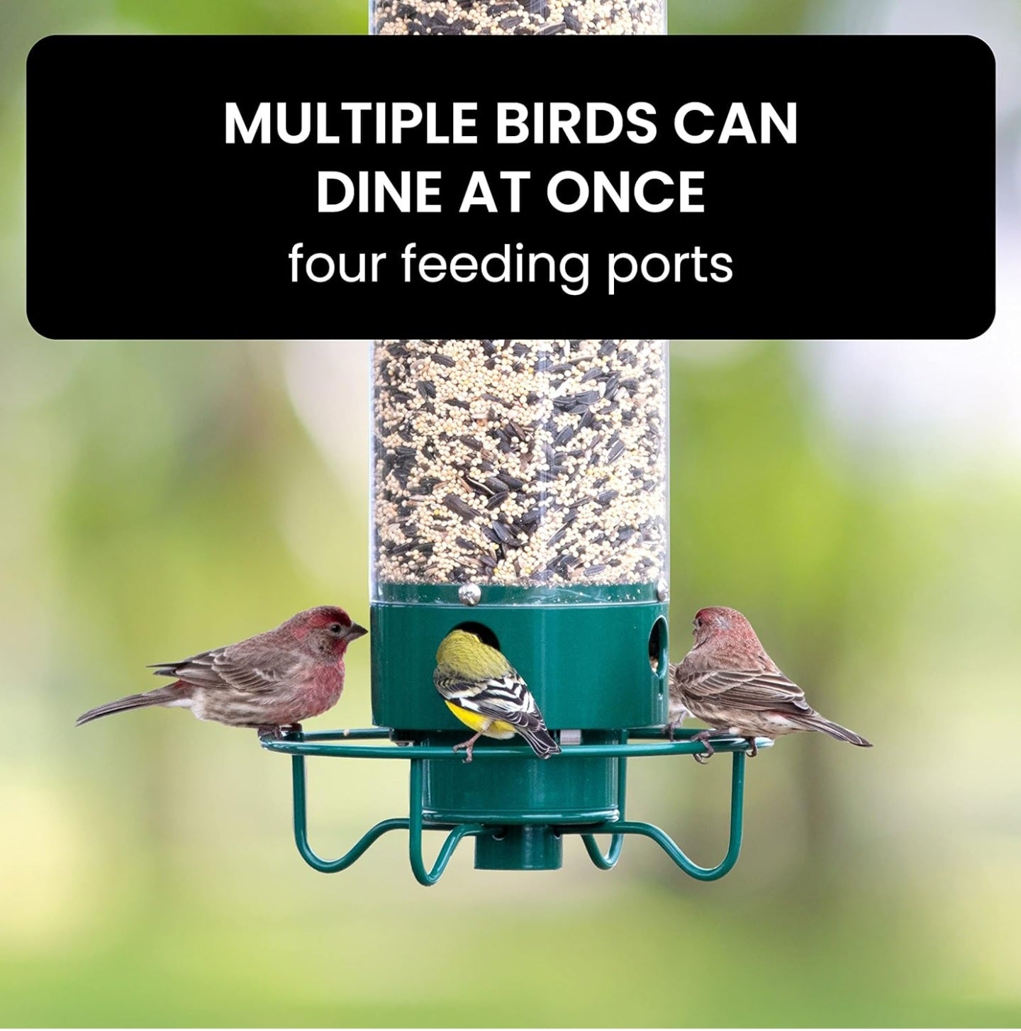 SquirrelGuard™ Multi-Hole Bird Feeder